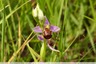 Ophrys