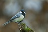 Mésange charbonnière (Parus major)
