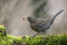 Merle noir - femelle (Turdus merula)