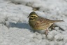 Bruant zizi (Emberiza cirlus)
