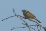 Accenteur mouchet (Prunella modularis)