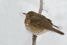 Grive musicienne (Turdus philomelos)