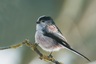 Mésange à longue queue (Aegithalos caudatus)