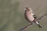 Pinson des arbres (Fringilla coelebs)