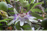 Passiflore en fleurs
