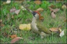 Pic vert (Picus viridis)