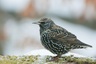 Etourneau sansonnet (Sturnus vulgaris)