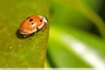 Coccinelle