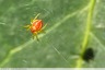 Petite araignée rouge