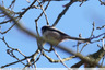 Mésange à longue queue