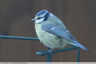Mésange bleue