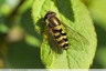 Syrphe