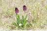 Orchis pourpre.