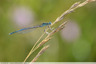 Agrion