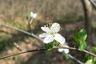 Merisier (Prunus avium)