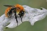 Bourdon (Bombus sp.)
