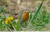 Rougr-gorge familier ( Erithacus rubecula )