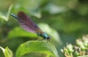 Demoiselle (Calopteryx virgo)
