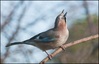 Geai des chênes (Garrulus glandarius)